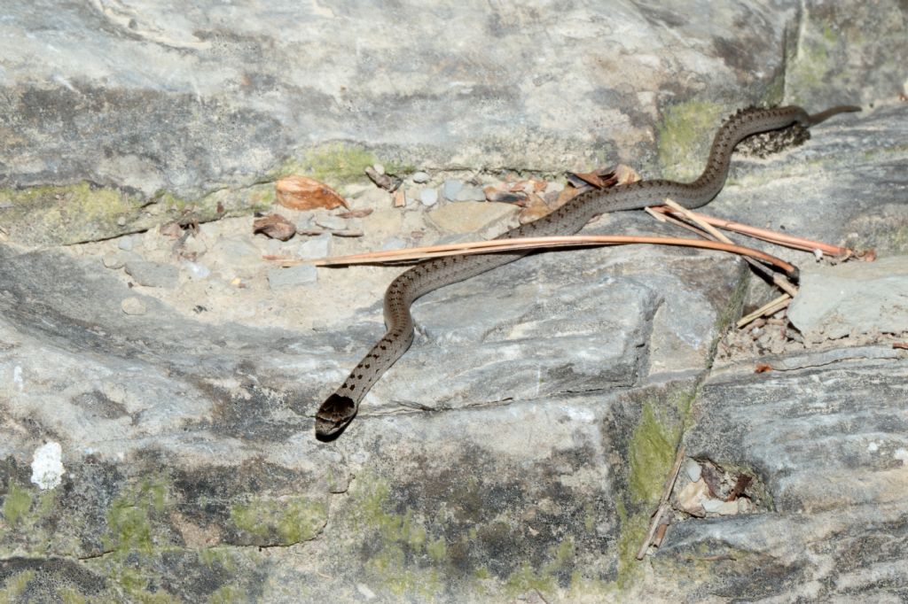 Neonata Coronella austriaca